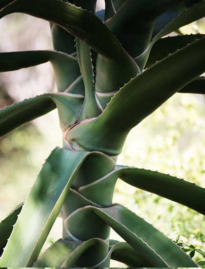 Fork in stem of Aloe barberae - Photograph by Johannes Vogel