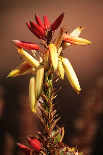 Aloe cryptopoda flower photo by Johannes Vogel