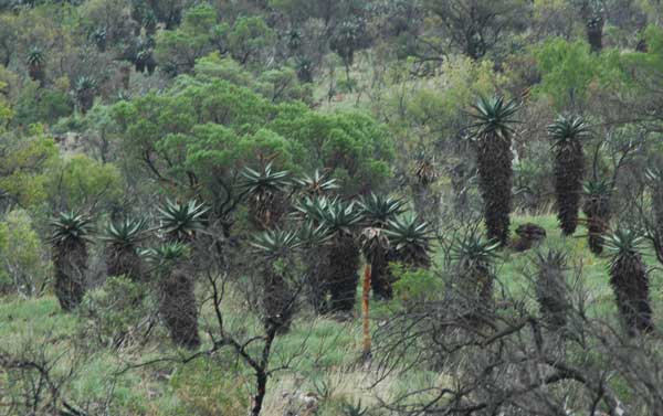 A mature stand of Aloe marlothii in habitat, photo Jack Latti