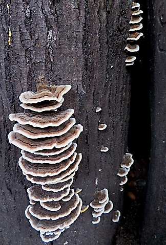 Trametes versicolor ambitious mushrooms