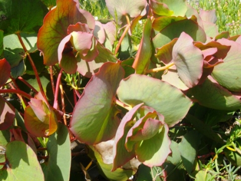 Protea cordata leaves