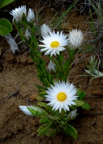 Helichrysum monticola