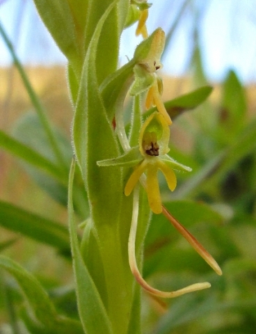 Habenaria pseudociliosa floral spurs
