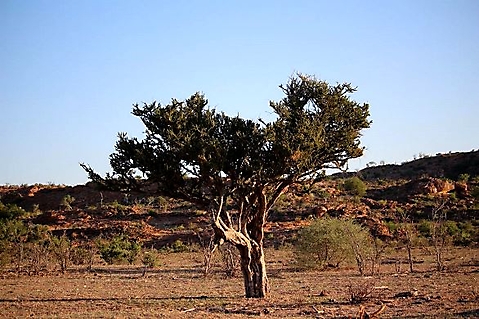 Boscia albitrunca, shepherd's tree