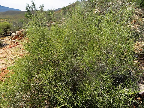 Aspalathus acuminata subsp. acuminata shrub