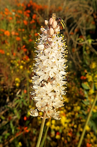 Bulbinella cauda-felis many open flowers