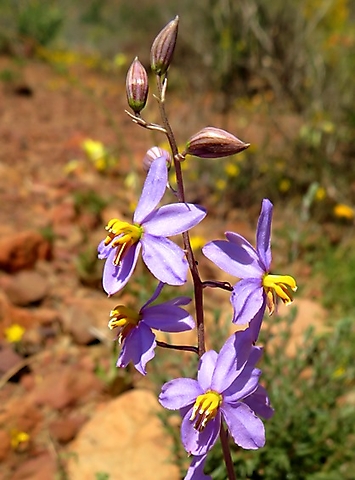 Cyanella hyacinthoides raceme