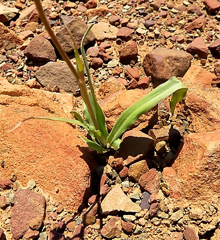 Cyanella hyacinthoides leaves