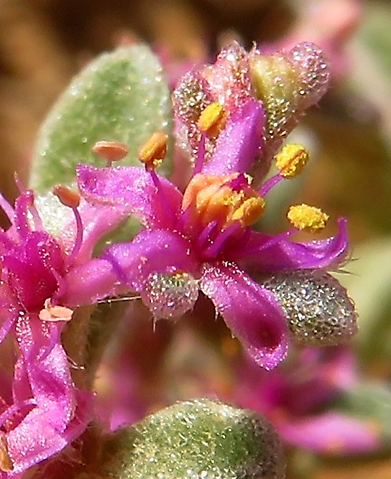 Aizoon species flower