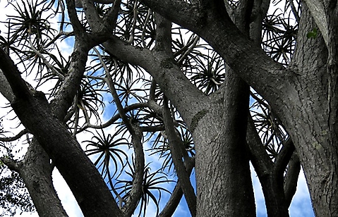 Aloidendron barberae branches