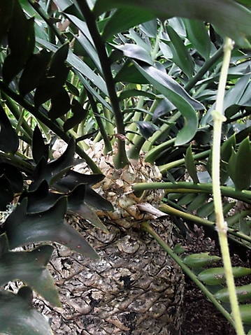 Encephalartos arenarius stem-tip leaf bases