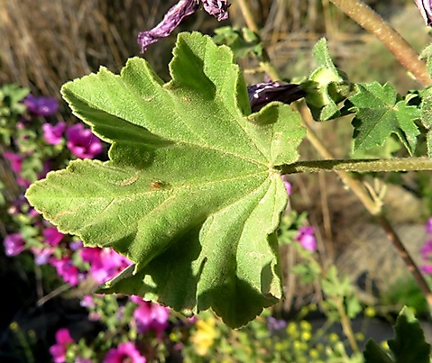 Malva arborea leaf