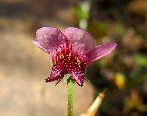 Diascia maculata back view of a flower