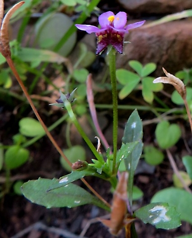 Diascia maculata flowering blue-purple