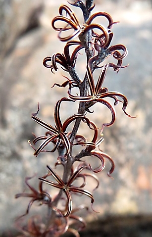 Adromischus filicaulis subsp. marlothii dry floral detail