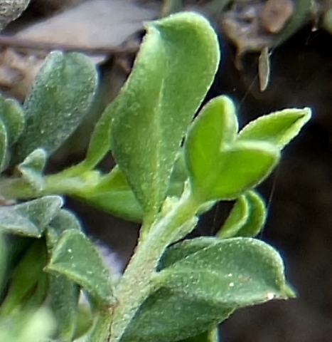 Polygala asbestina stem-tip leaves