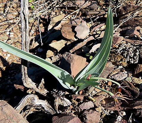 Ornithoglossum undulatum when flowering is over