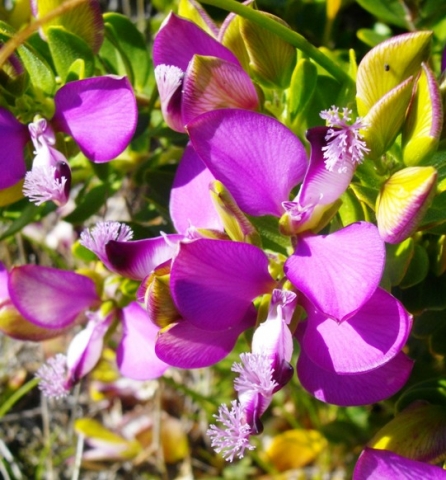 Polygala myrtifolia flowers
