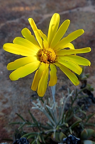 Euryops tagetoides yellow flowerhead