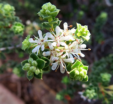 Agathosma martiana flowers and buds