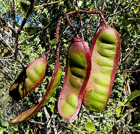 Schotia latifolia colourful pods