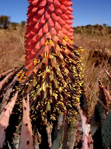 Aloe peglerae blooms
