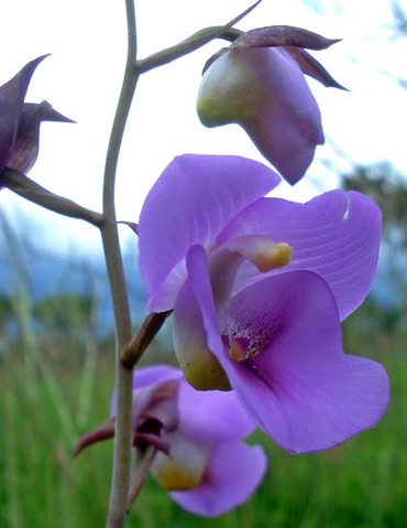 Eulophia cucullata floral features
