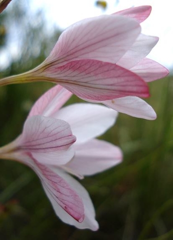 Tritonia bakeri subsp. lilacina flower profiles