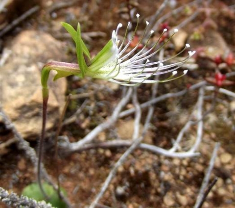 Bartholina etheliae flower profile
