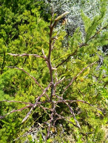 Asparagus rubicundus branch beginnings