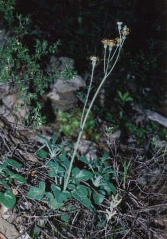 Curio articulatus inflorescence and leaves