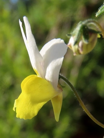 Nemesia floribunda flower profile