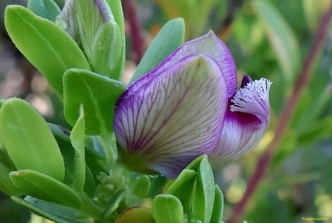 Polygala myrtifolia var. myrtifolia, the blou-ertjieboom