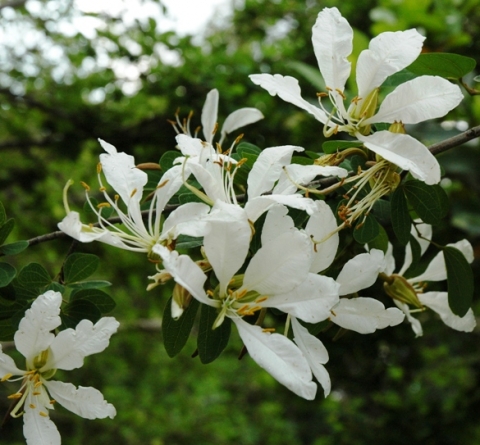 Bauhinia bowkeri flowers