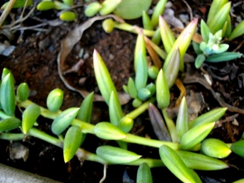 Curio radicans leaves