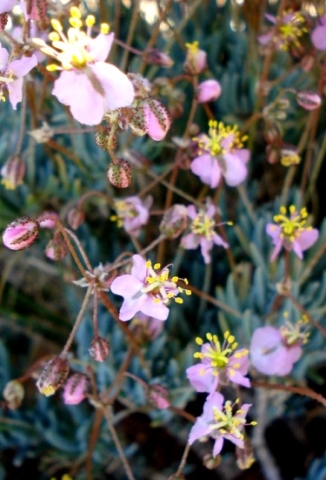 Kewa salsoloides in flower
