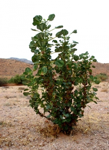 Rogeria longiflora 