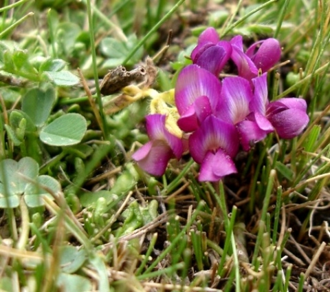 Trifolium burchellianum subsp. burchellianum