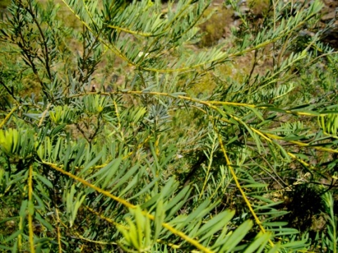 Polygala myrtifolia var. pinifolia leaves