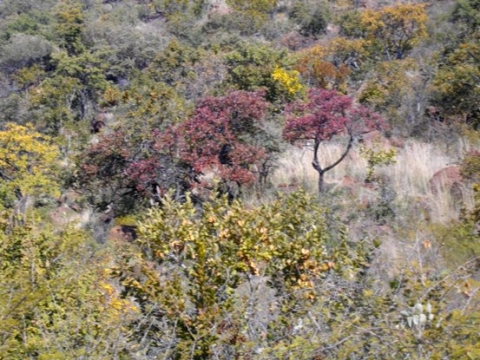 Bushveld winter colours