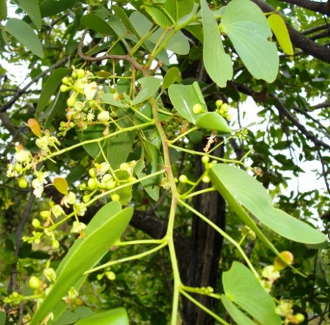 Colophospermum mopane flowering
