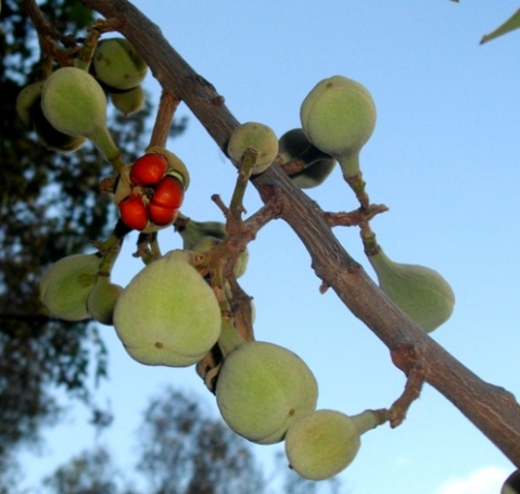 أشجار الفاكهة الأصلية في جنوب أفريقيا