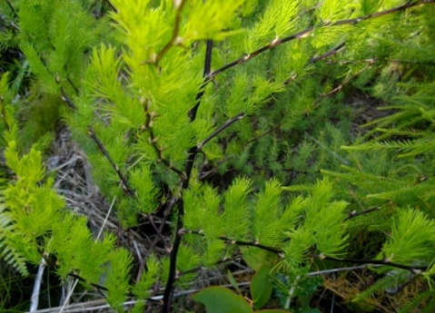 Asparagus rubicundus stems and spines