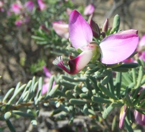 Polygala pinifolia flower