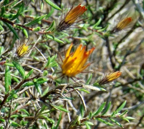 Gorteria integrifolia
