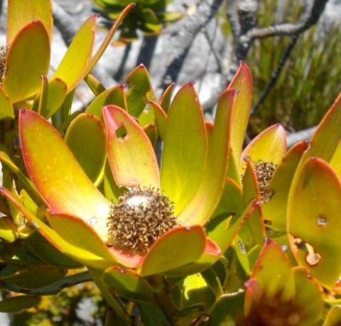 Leucadendron strobilinum, male cones