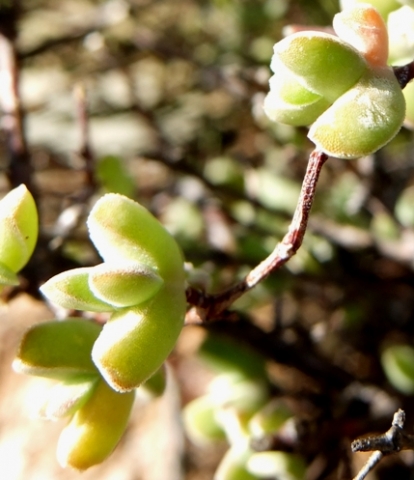 Drosanthemum giffenii leaves