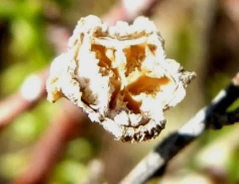 Drosanthemum giffenii fruit capsule