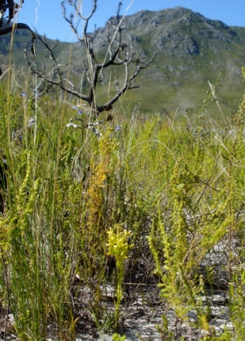 Ceratandra atrata in its after fire habitat