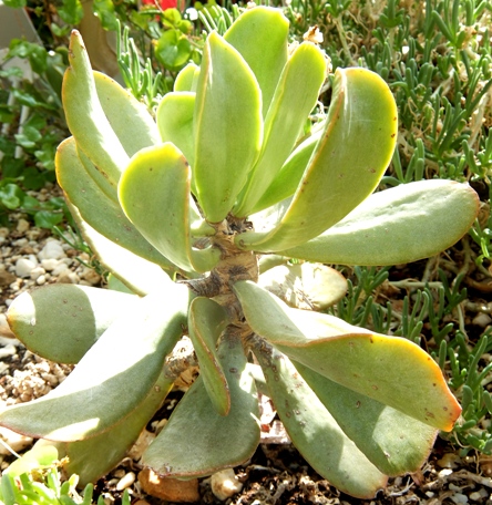 Adromischus maximus leaves
